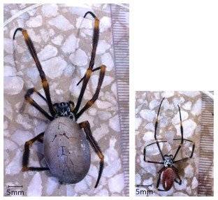fatspiderswhite660x550.jpg