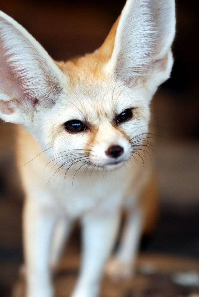 Tierno y orejudo zorro fénec [Animales Fantásticos ...