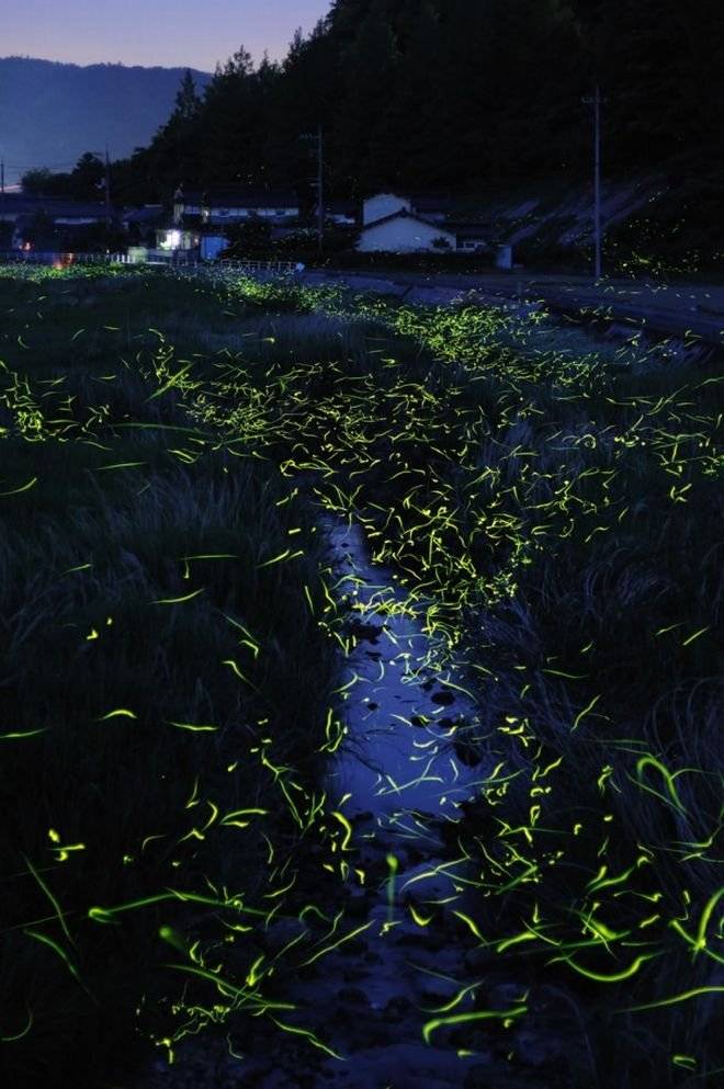 firefly1600x903.jpg