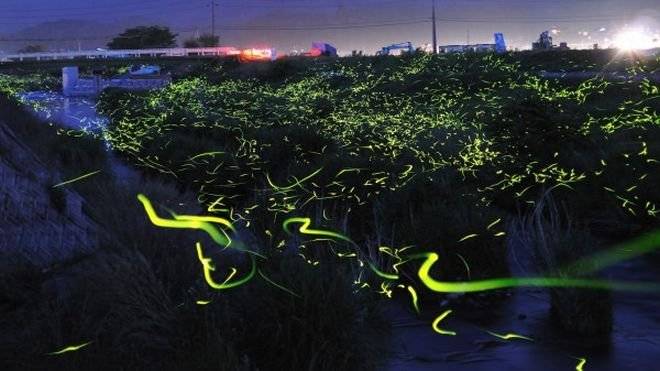 firefly2600x337.jpg