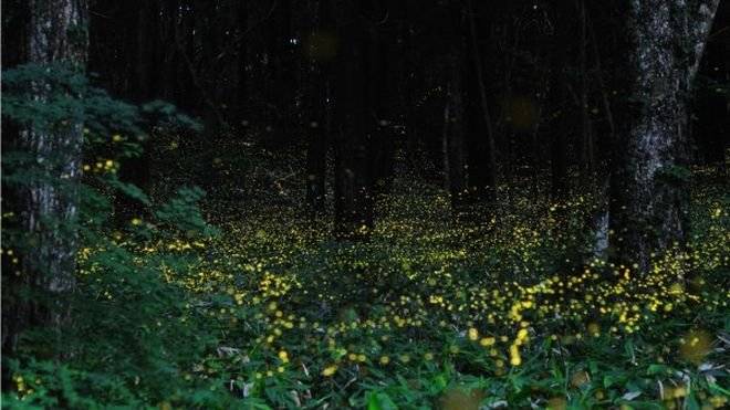 firefly3600x337.jpg