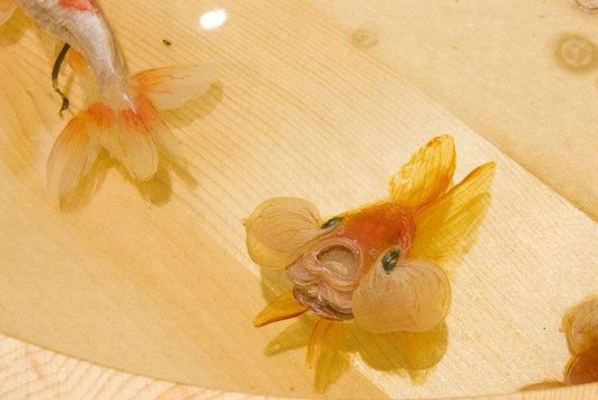 fish2.jpg