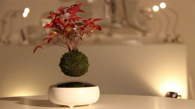 floatingbonsai22011501800x450660x550.jpg