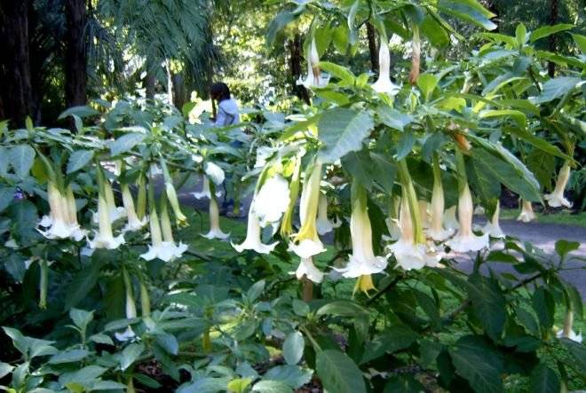 floripondio.jpg
