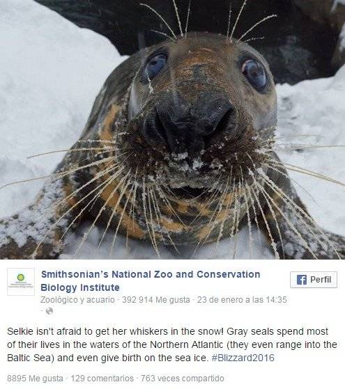 foca.jpg