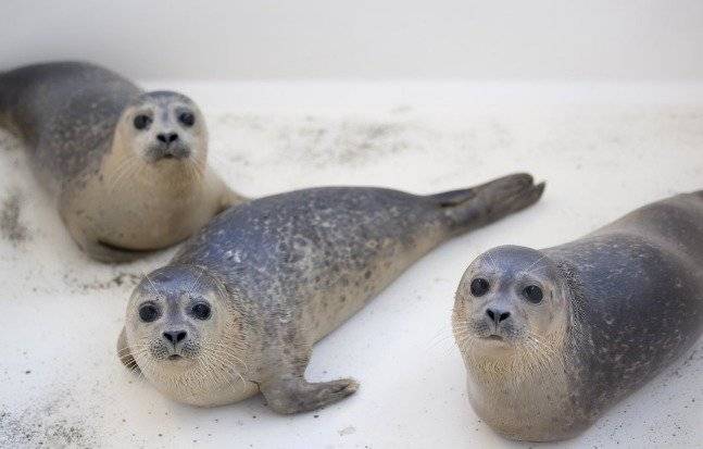 focas4.jpg