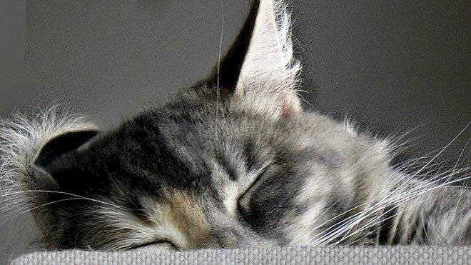 gatitooreja660x550.jpg