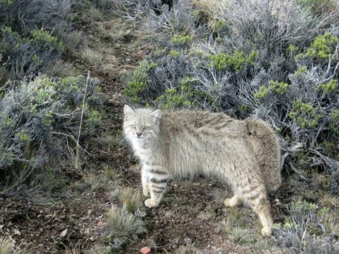 gatocolocolo.jpg