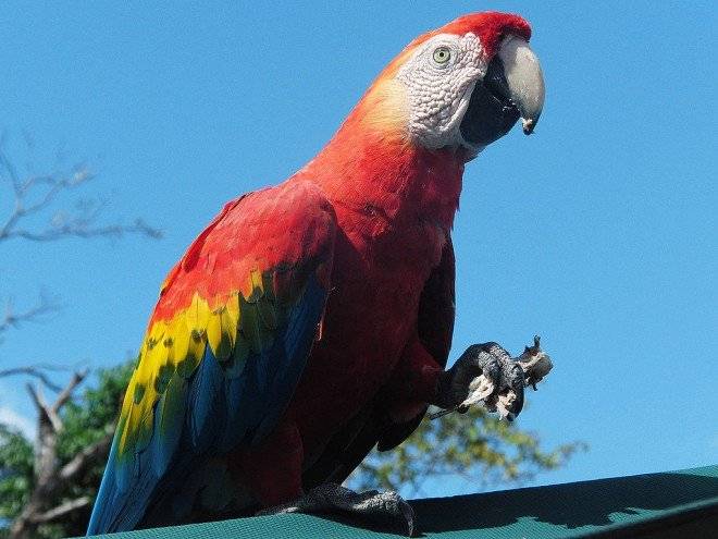 guacamaya660x550.jpg