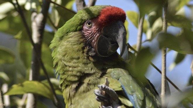 guacamayaverde660x550.jpg