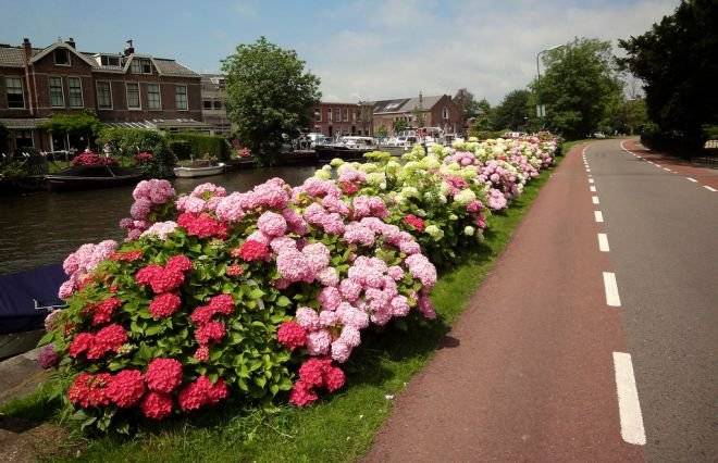 hortensia-1.jpg