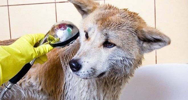 howtobatheyourdog0660x550.jpg