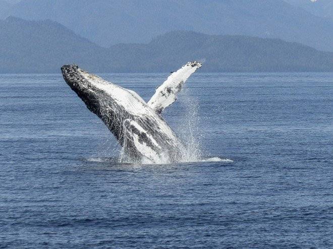 humpbackwhale4361151920660x550.jpg