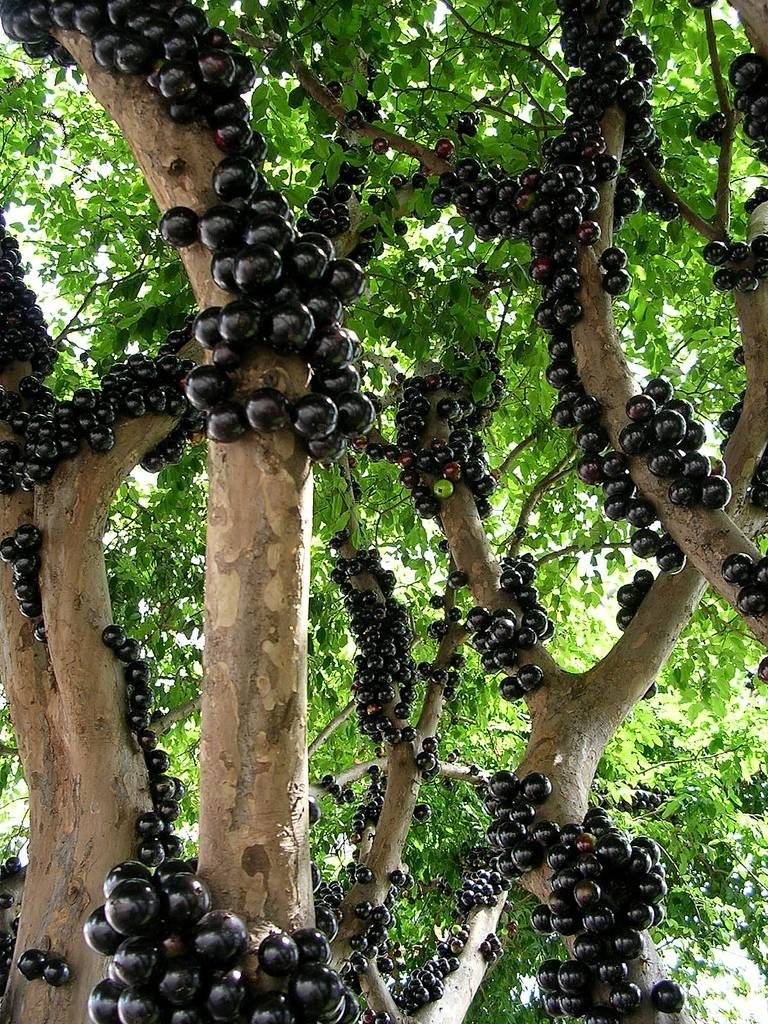 jabuticaba1e1371165504837.jpg