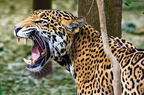 jaguar.jpg