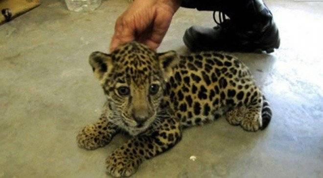 jaguarbebe660x550.jpg