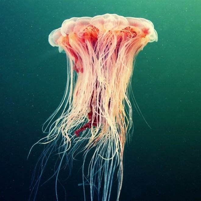 jelly1600x600.jpg