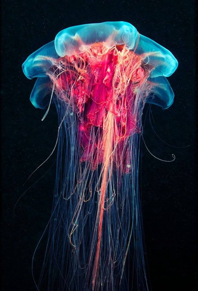 jelly2.jpg