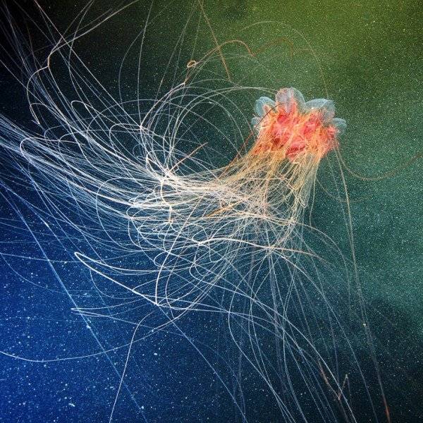 jelly4600x600.jpg