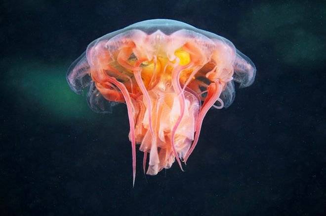 jelly6.jpg