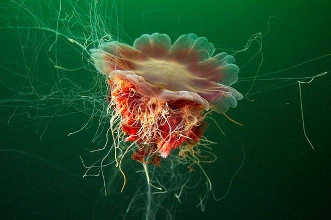 jelly7.jpg