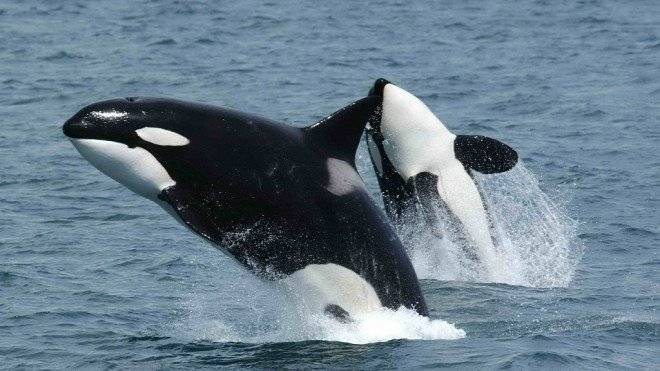 killerwhalesjumping660x550-1.jpg