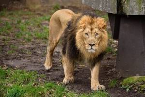 Lo conocían como “el hombre león”: murió atacado por sus propios leones, los que había criado desde cachorros