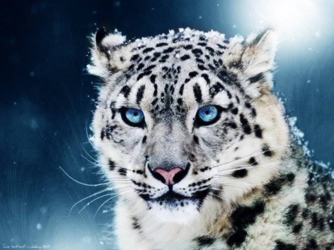 leopardoenlanieve660x495-1.jpg