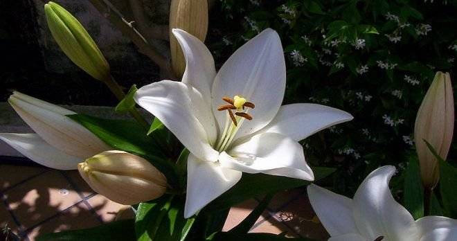 lilium.jpg