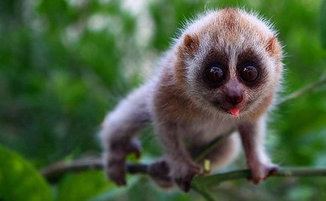 loris.jpg