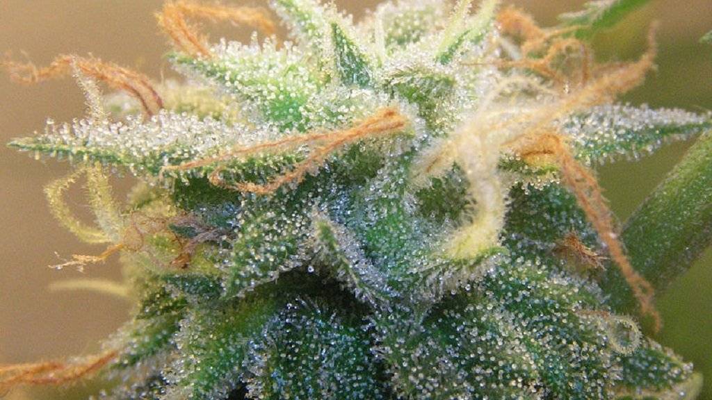 marihuana-1.jpg