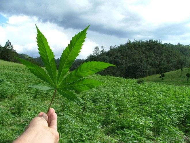 marihuanahoja660x550.jpg