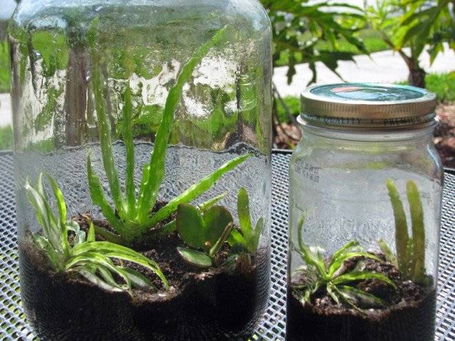 masonjarcraftsforkidsmasonjarterrarium660x550.jpg