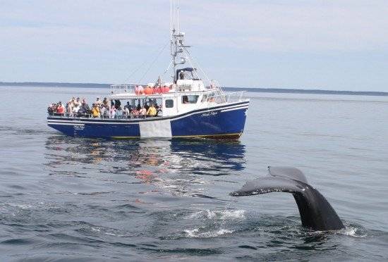 meganovaandwhale550x372.jpg