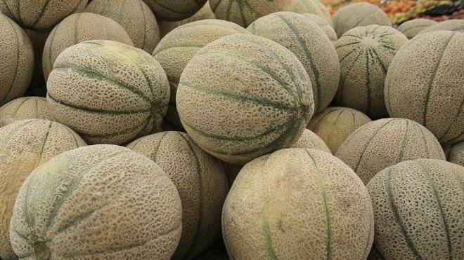 melonventa660x550.jpg