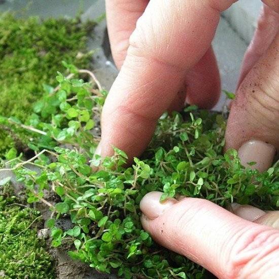 mossbathmat6660x550.jpg