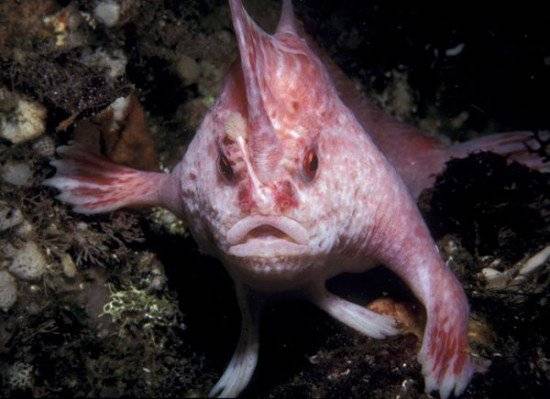 newhandfishspeciespink20881600x450550x399.jpg