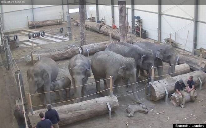 TOUCHING IMAGE OF ELEPHANTS "SAYING GOODBYE" TO DEAD YOUNG