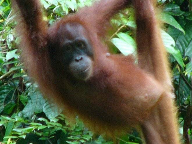 orangutan1660x494.jpg