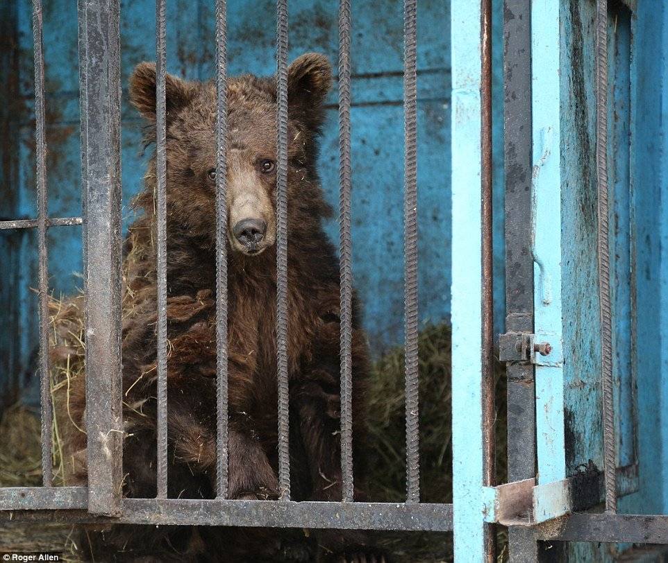 Tristes imágenes de animales abandonados en un zoológico privado