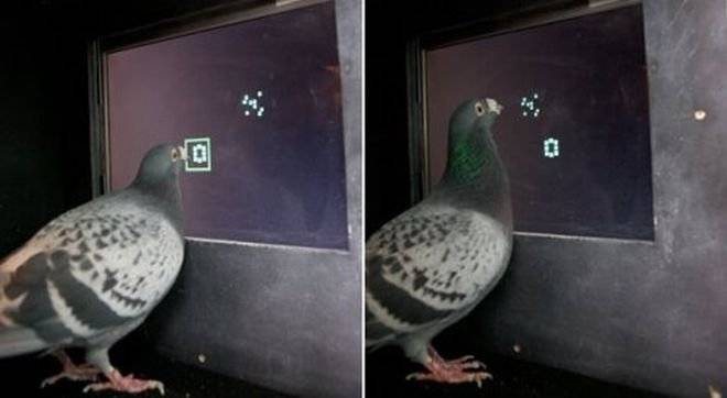 palomasmatemc3a1ticas.jpg