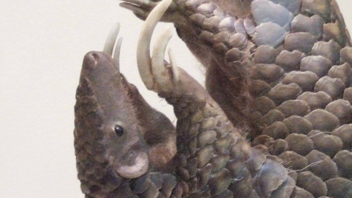 los curiosos pangolines en peligro de extinción animales