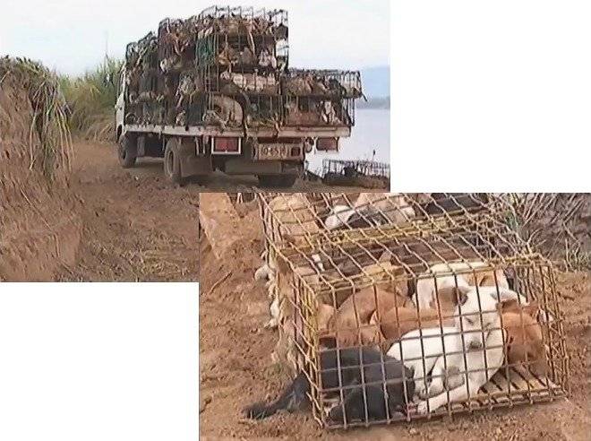 perros.jpg