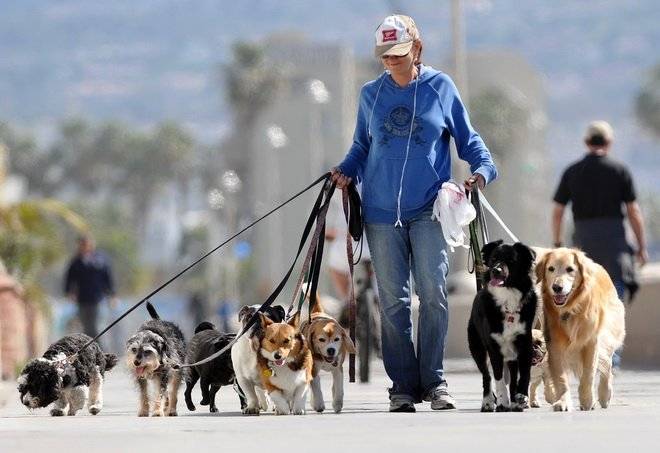 perros-2.jpg