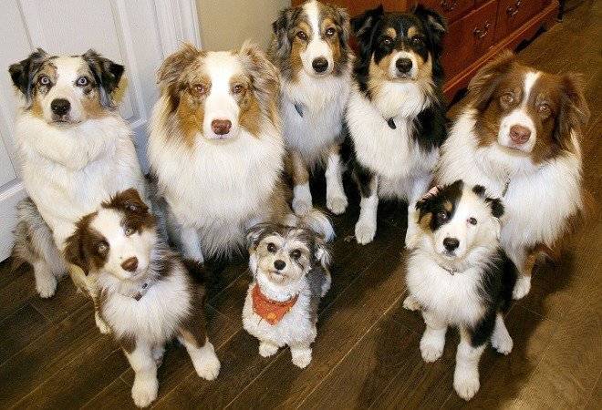 perros660x550.jpg