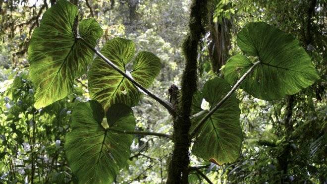 philodendron660x550.jpg