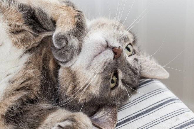 pieldegato660x550.jpg