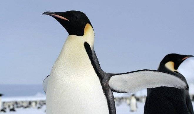pinguinoemperador660x550-1.jpg