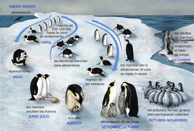 pinguinoemperadorvida660x550.jpg