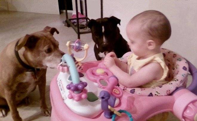 pitbullandchild660x550.jpg